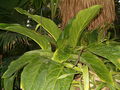 Anthurium hookeri BotGardBln1105PlantWithInflorescences.JPG