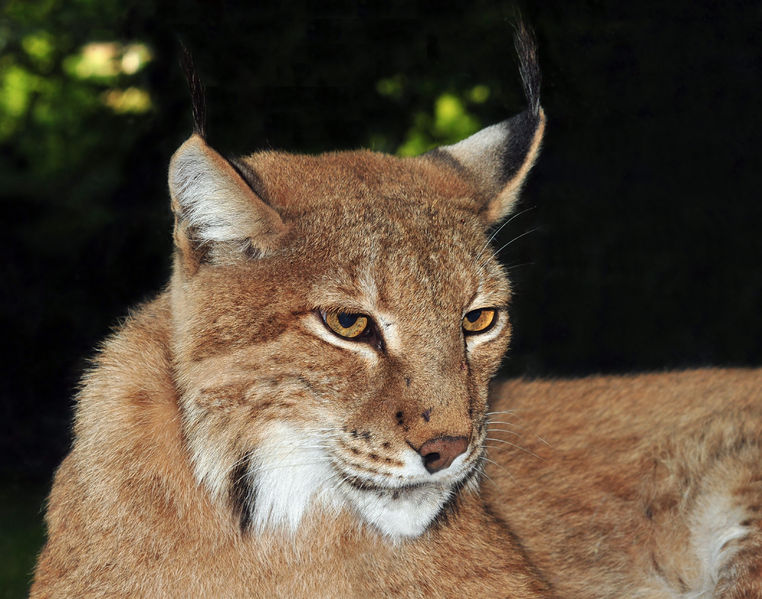 Soubor:Lynx lynx (Linnaeus, 1758).jpg