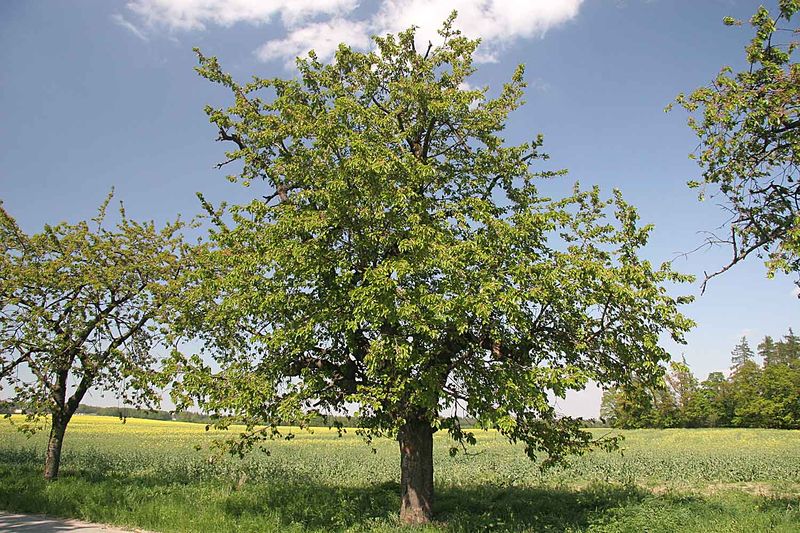 Soubor:Prunus avium.jpg