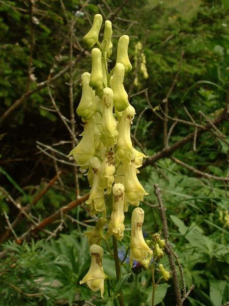 Soubor:Aconitum lycoctonum vulparia01.jpg