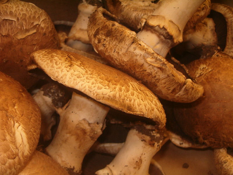 Soubor:Portobello mushrooms.jpg