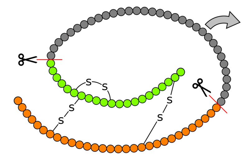 Soubor:Proinsuline schematic topological diagram.png
