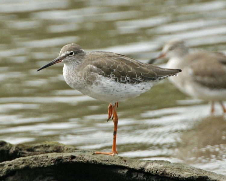 Soubor:Common Redshank.jpg