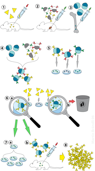 Soubor:Hybridoma technology.png