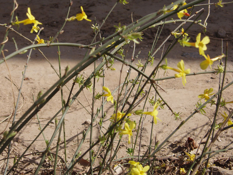 Soubor:JasminumNudiflorum.jpg