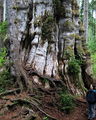 QuinaultLakeCedar 7274c.jpg