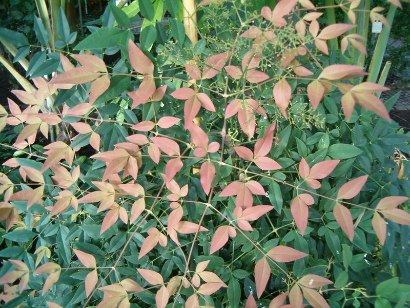 Soubor:Nandina domestica BotGardBln1105Leaves.JPG