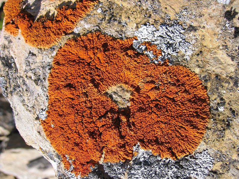 Soubor:Xanthoria elegans.jpg