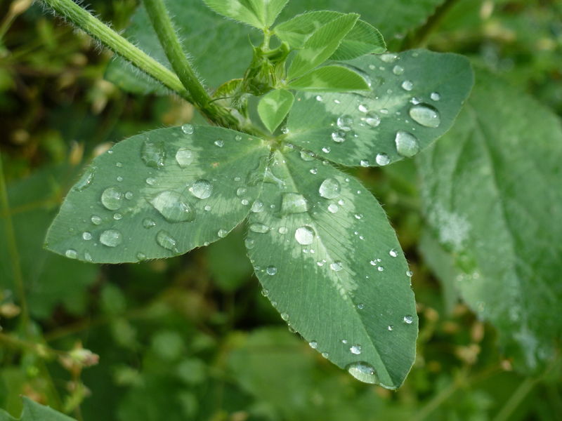 Soubor:Clover Leaf After Rain.jpg