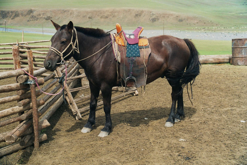 Soubor:Mongolian-horse.jpg