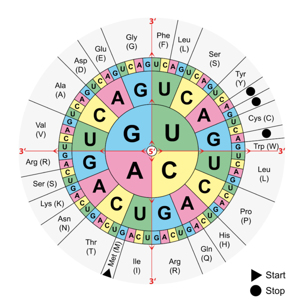 Soubor:Aminoacids table.png