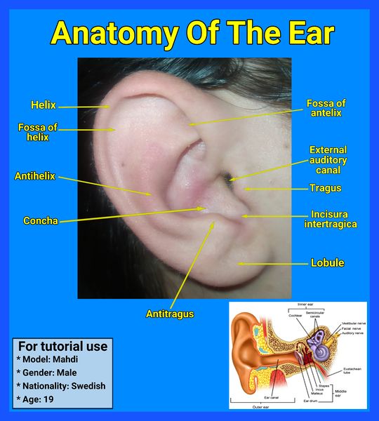 Soubor:Anatomy of the ear.jpg