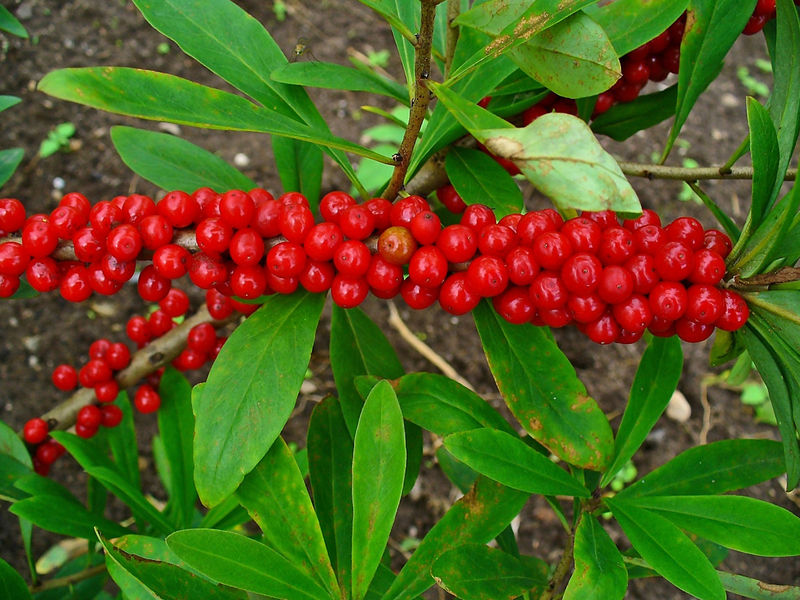 Soubor:Daphne mezereum 003.JPG