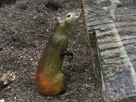 Dasyprocta aguti-WilhelmaZoo-Stuttgart.JPG