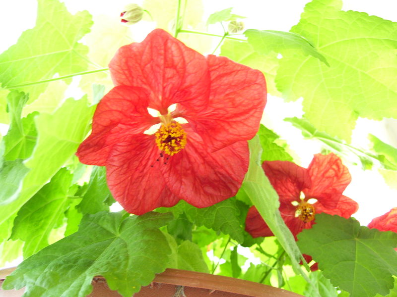 Soubor:Flowering Maple.jpg