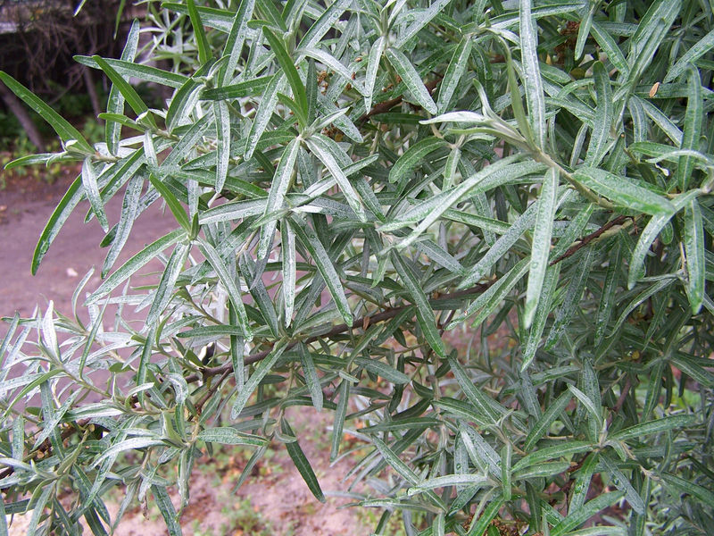 Soubor:Hippophae rhamnoides a1.jpg