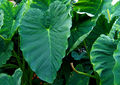 2006-10-22Colocasia01.jpg