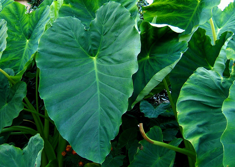 Soubor:2006-10-22Colocasia01.jpg