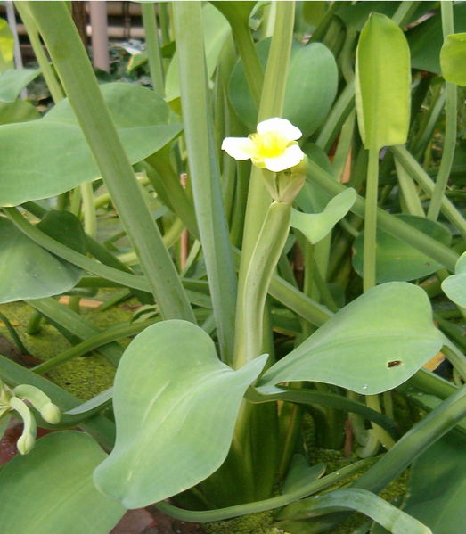 Soubor:Limnocharis flava HabitusFlower BotGardBln0906.jpg