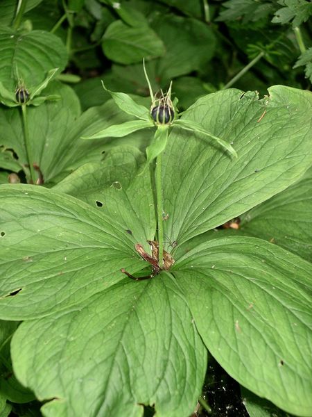 Soubor:Paris quadrifolia in seed.jpg