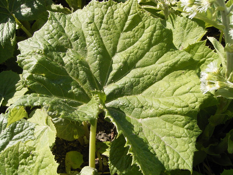 Soubor:Petasites albus leaf.jpg