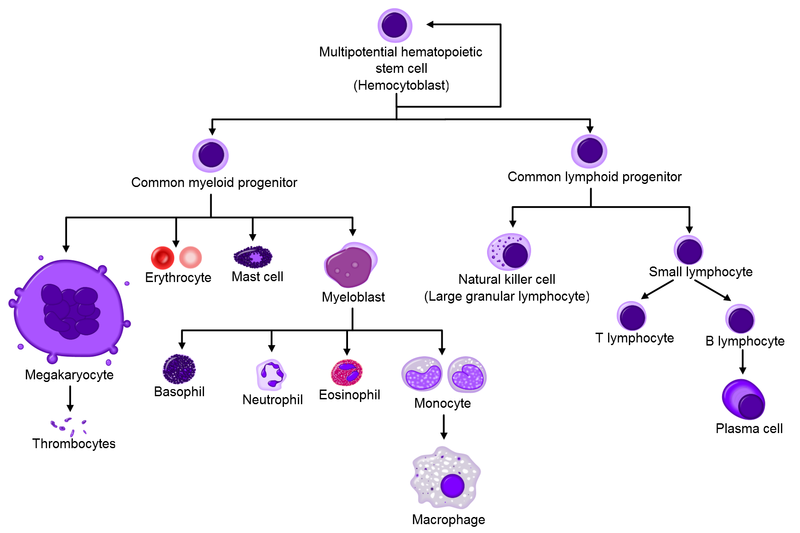 Soubor:Hematopoiesis simple.png