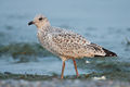 Larus-delawarensis-016.jpg