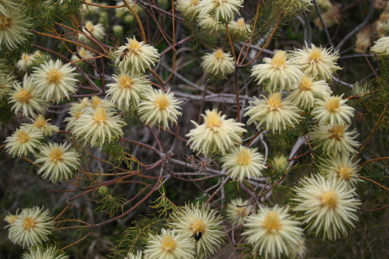 Soubor:Phylica pubescens MS 9205.jpg