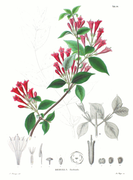 Soubor:Weigela floribunda SZ32.png