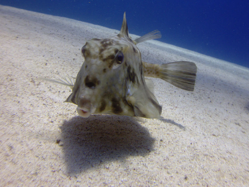 Soubor:Tetrosomus gibbosus, Egipto.jpg