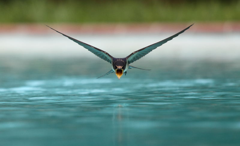 Soubor:Swallow flying drinking.jpg