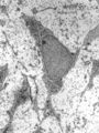 MSC high magnification.jpg