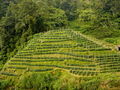 Malaysia-tea plantation.jpg