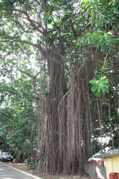 Soubor:Ficus elastica.Ghana.jpg