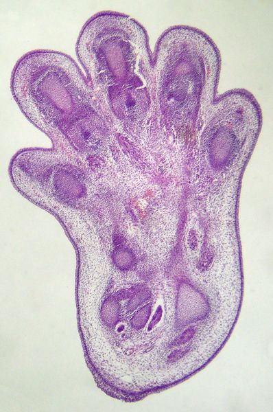 Soubor:Embryonic foot of mouse.jpg