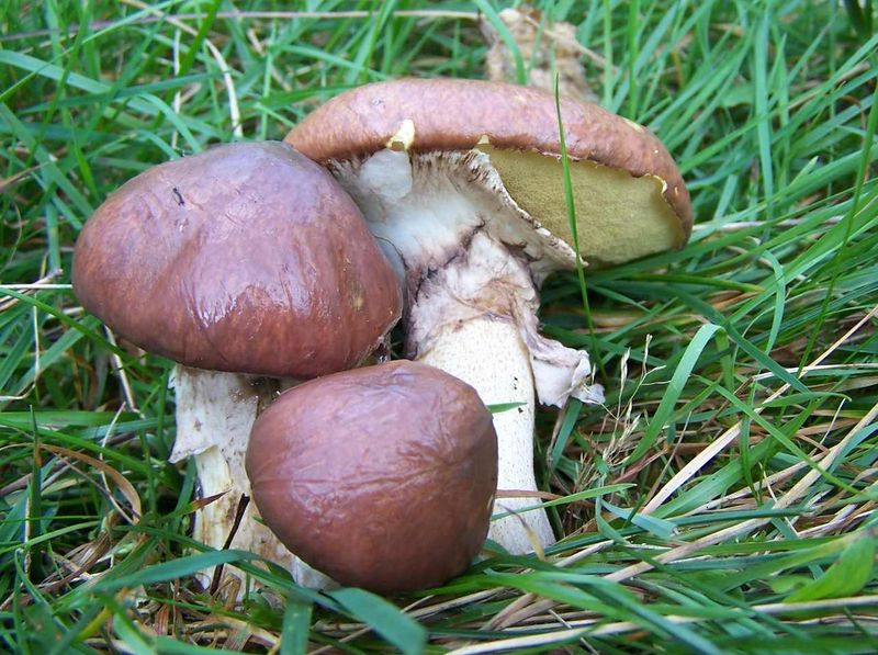 Soubor:Suillus luteus 2.jpg