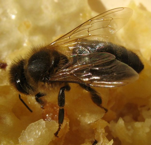 Soubor:Abeille-bee-honey.jpg