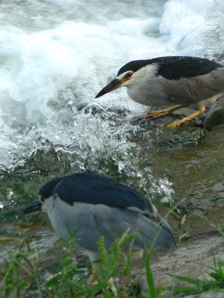 Soubor:Black-crowned Night Heron.jpg