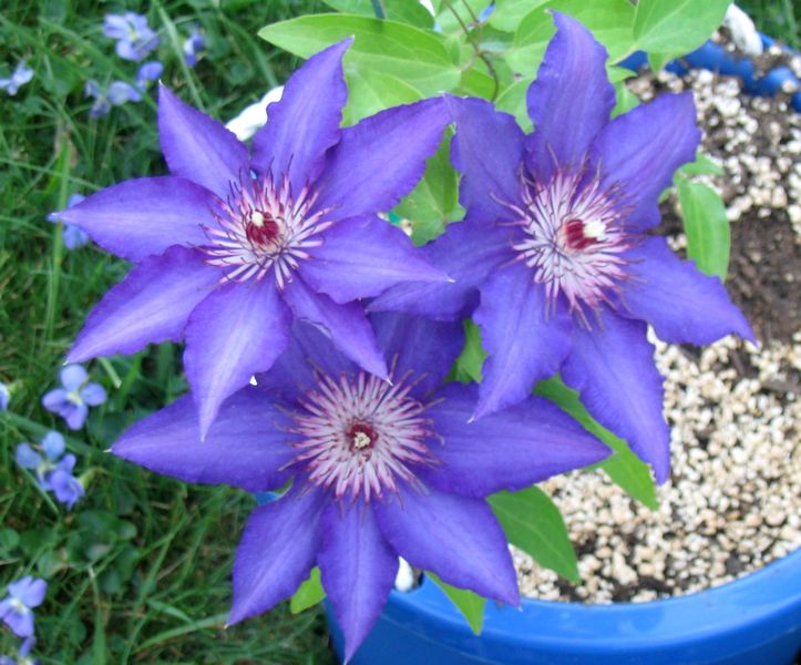 Soubor:Clematis2.jpg