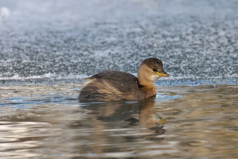 Soubor:Little Grebe.jpg