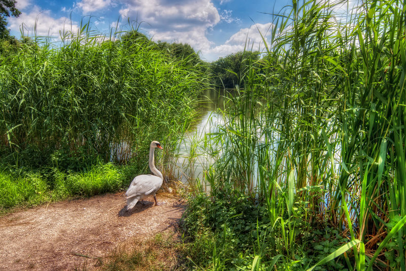 Soubor:Posing Swan-theodevil.jpg