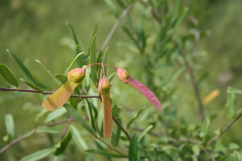 Soubor:Securidaca longipedunculata MS 1933.jpg