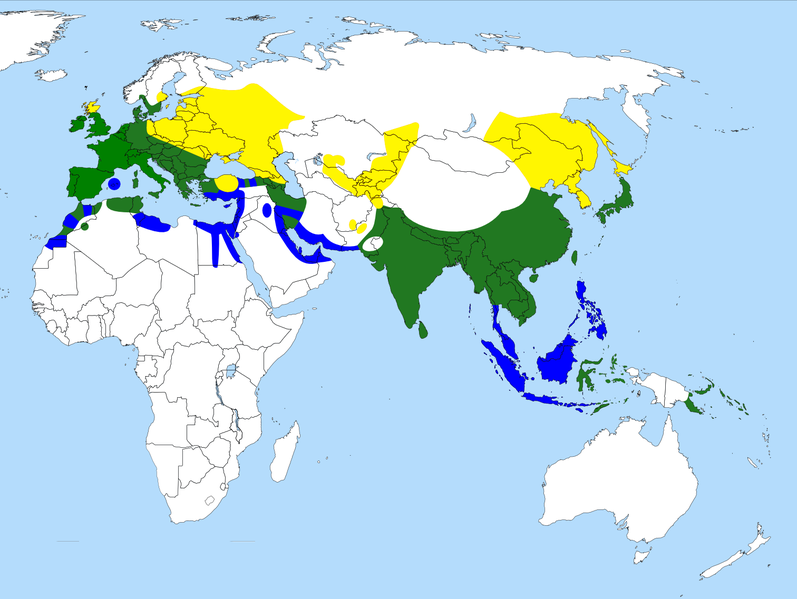 Soubor:Alcedo atthis -range map-2-cp.png