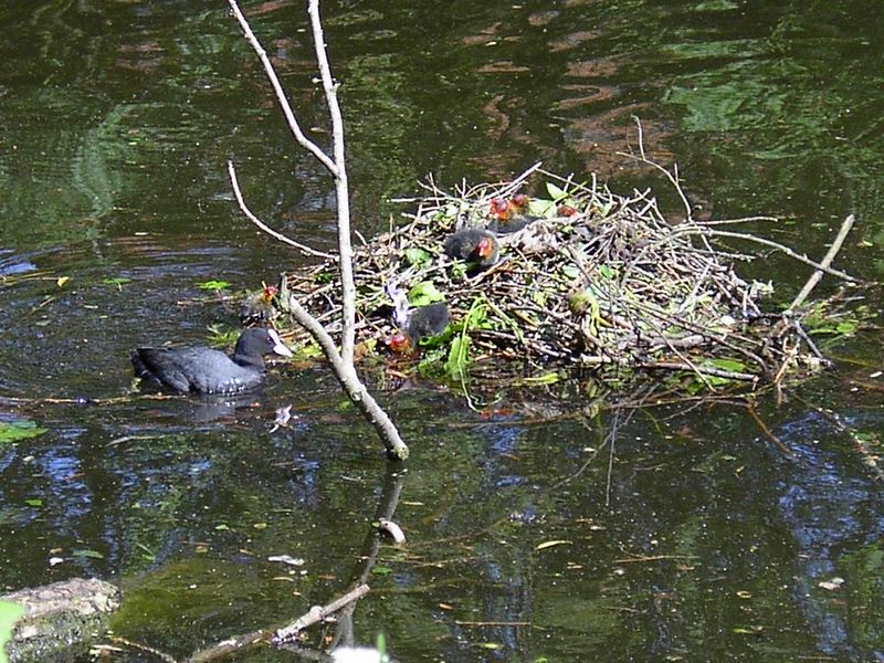 Soubor:Meerkoet nest met kuikens.jpg