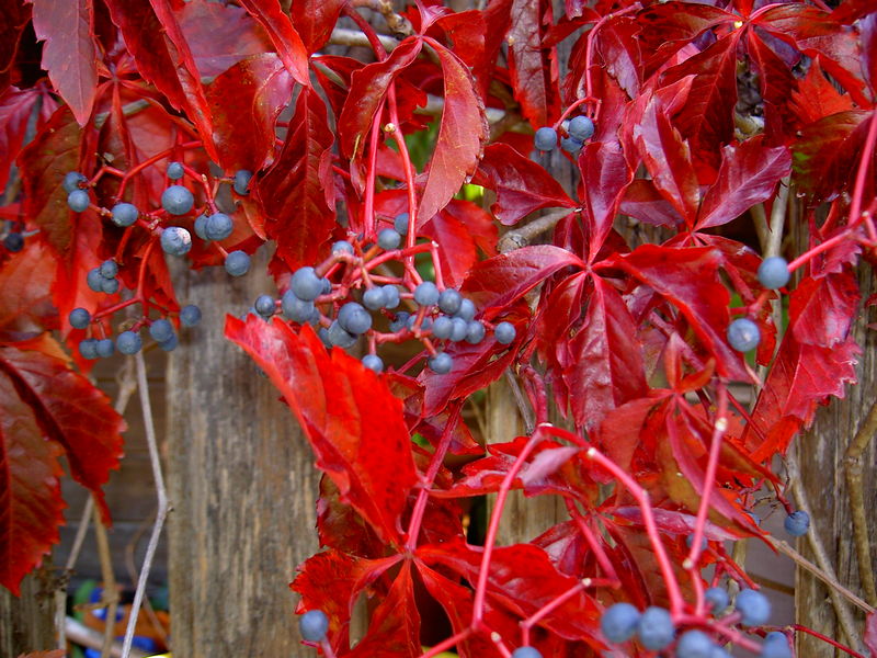 Soubor:WilderWeinBeeren.JPG