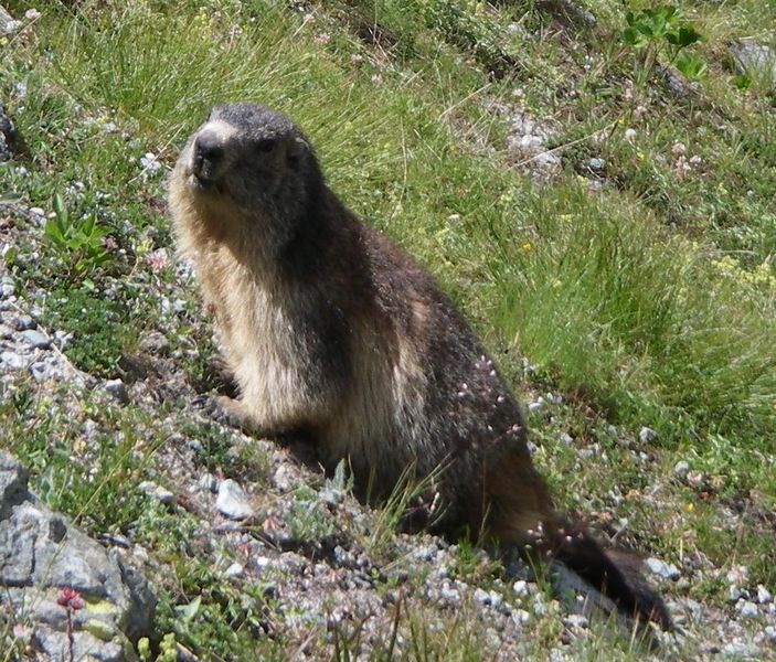 Soubor:Alpine Marmot.jpg