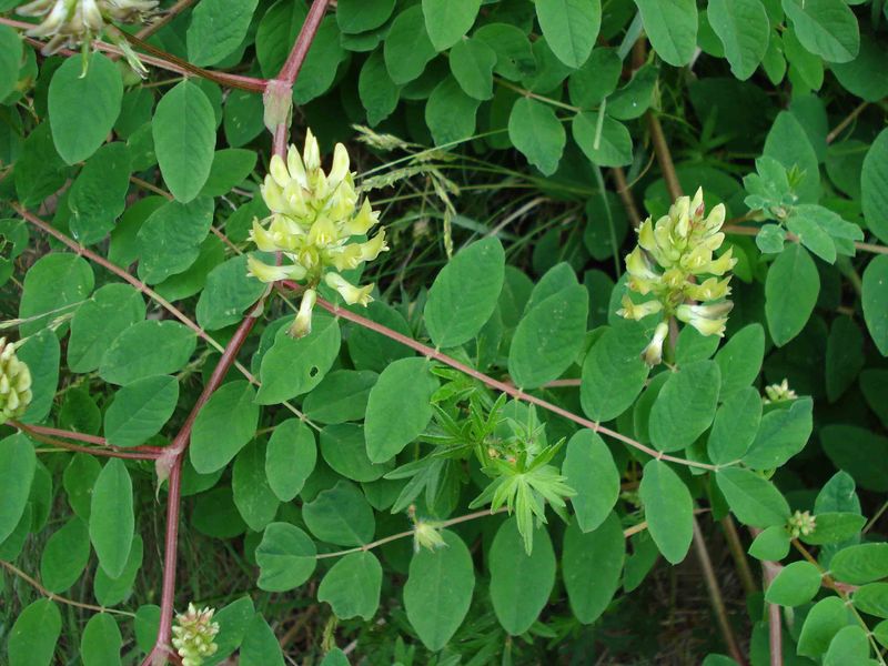 Soubor:Astragalus glycyphyllos W.jpg