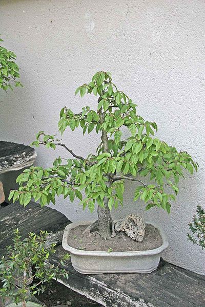 Soubor:Bonsai - carpinus betulus2.jpg