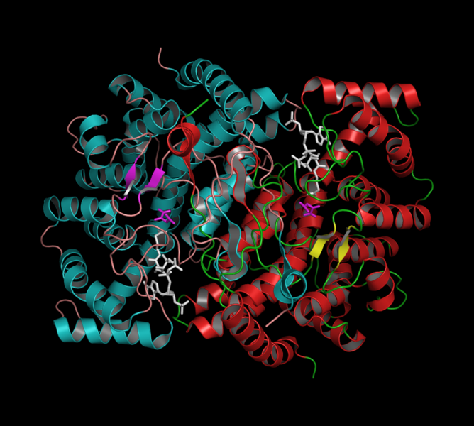 Soubor:Citrate synthase.png