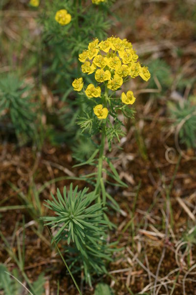 Soubor:Euphorbia cyparissias-02 (xndr).jpg